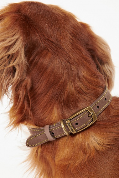 Collar Leather Dog